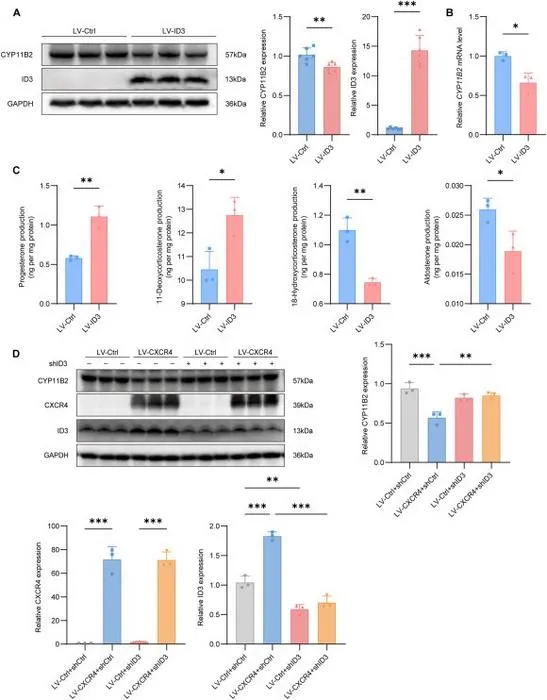 CXCR4 inhibits aldosterone synthesis via up-regulation of ID3.