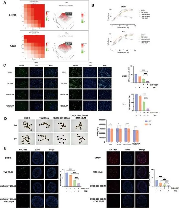 Enhanced inhibitory effect on glioblastoma by combined use of CUDC-907 and temozolomide (TMZ).