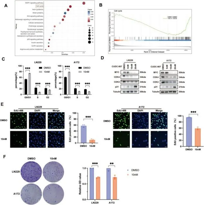 CUDC-907 regulates the cell cycle of glioblastoma cells by inhibiting MYC expression to suppress glioblastoma cell proliferation.