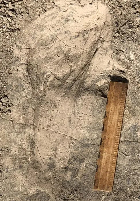 One of the larger hominin footprints