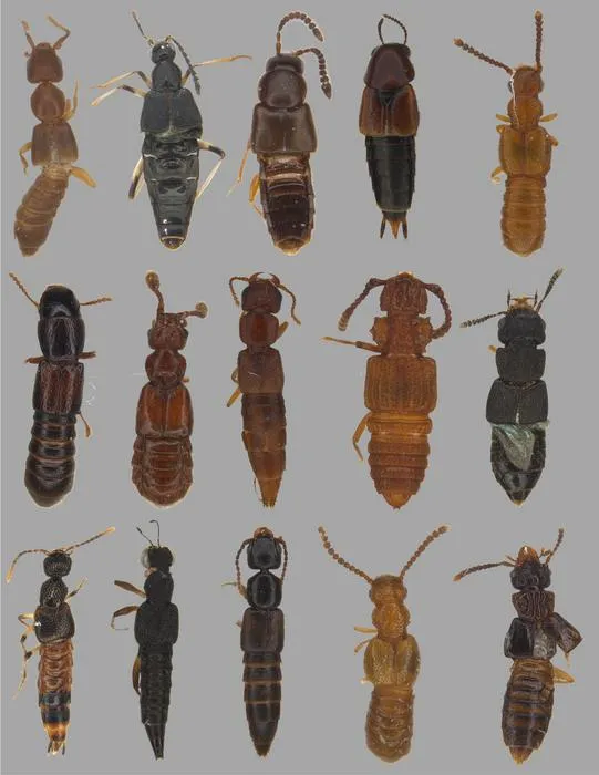 Rove Beetle Array