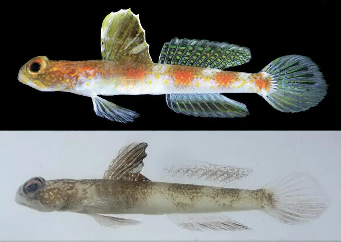 Tomiyamichthys oriens sp. nov.