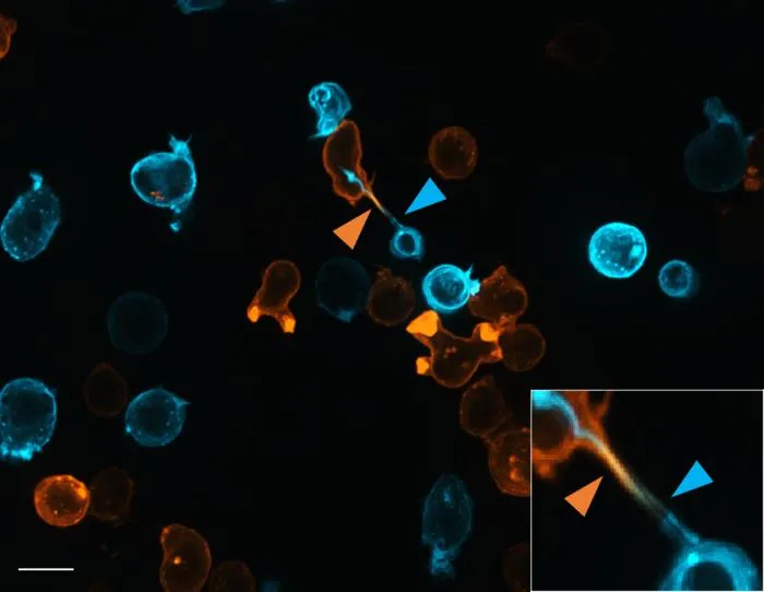 Nanotube 3