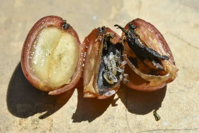 P. elongatus nest in fruit