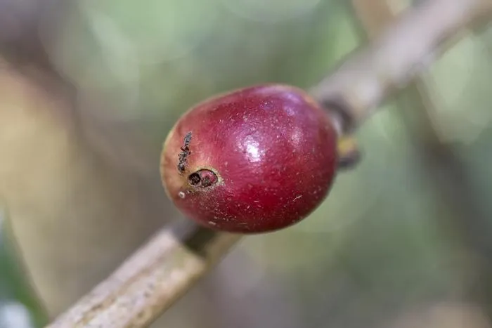 P. elongatus in fruit