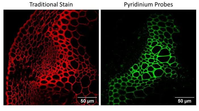 Xylem tissue: Comparative statinig