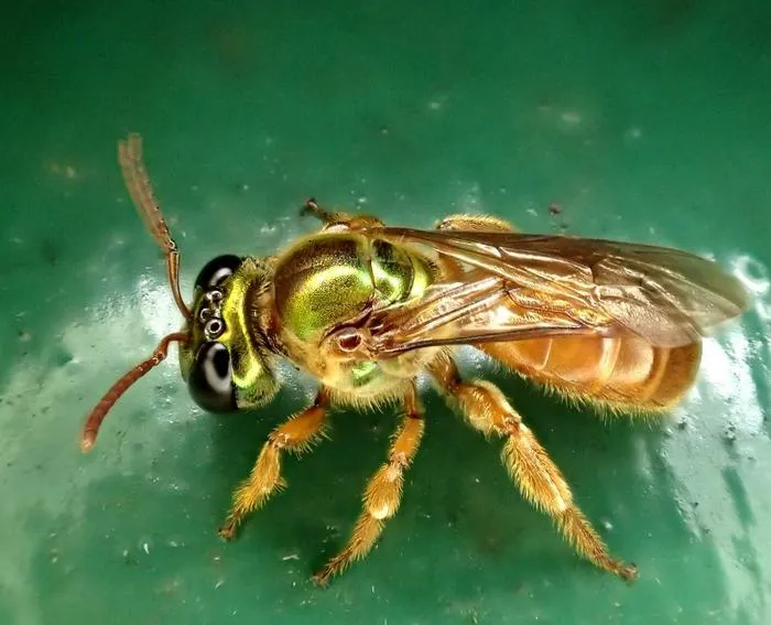 Megalopta genalis 1