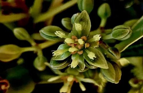 Male flower