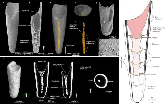 Overall out morphology and inner anatomy of the shell of Eoceras