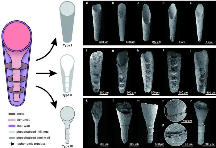 Preservation types of Eoceras gen. nov. from the Cambrian Shuijingtuo Formation