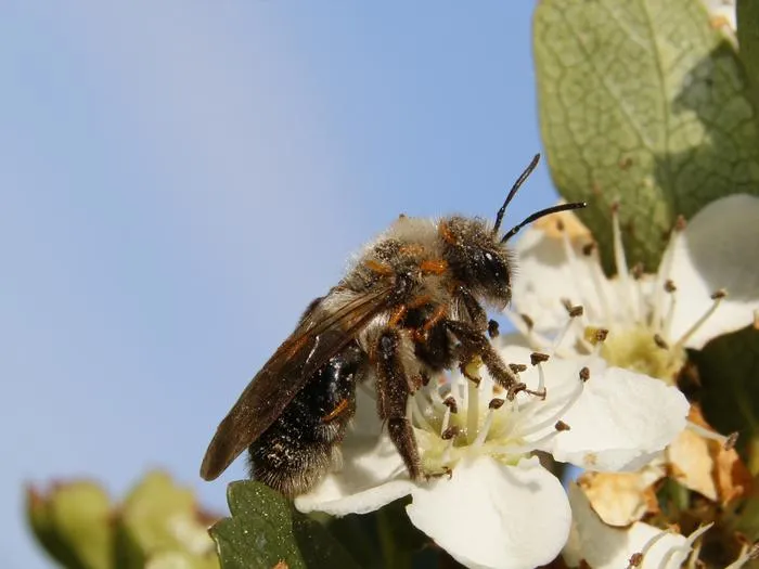 Andrena bee with oil beetle larvae