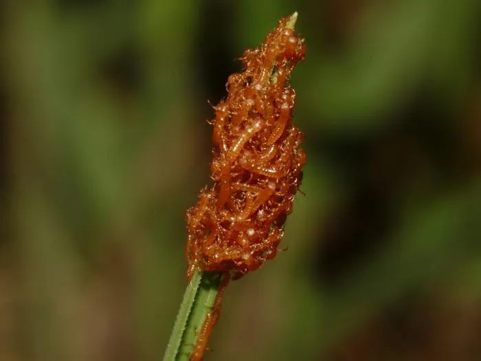 Meloe proscarabaeus larvae
