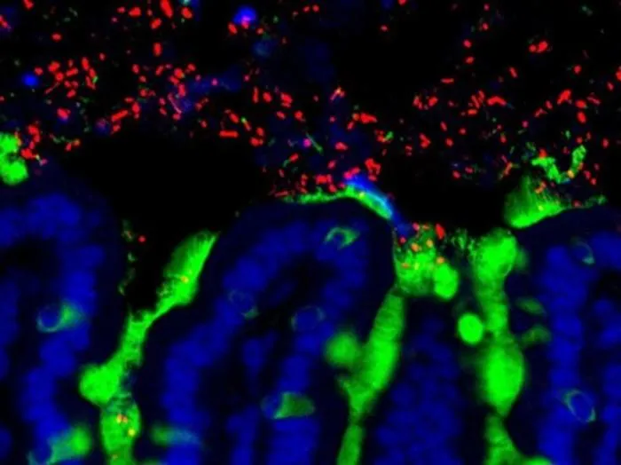 Long-term host–microbe interactions drive systemic regulation