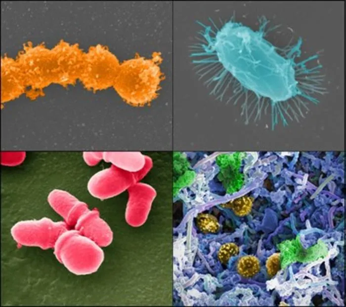 Persistent intracellular extraintestinal microbes as hidden regulators of human physiology