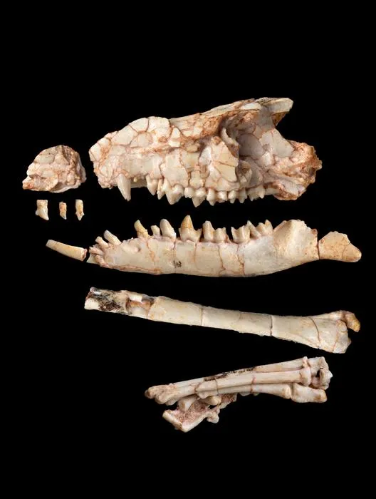 Tamirkhan fossil photo
