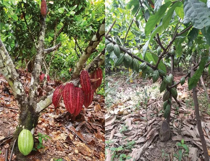 Grafted cacao trees with high productivity. The left picture shows a native cacao tree grafted with the commercial clone CCN-51, which still retains a pod from the original tree at the base of the trunk.