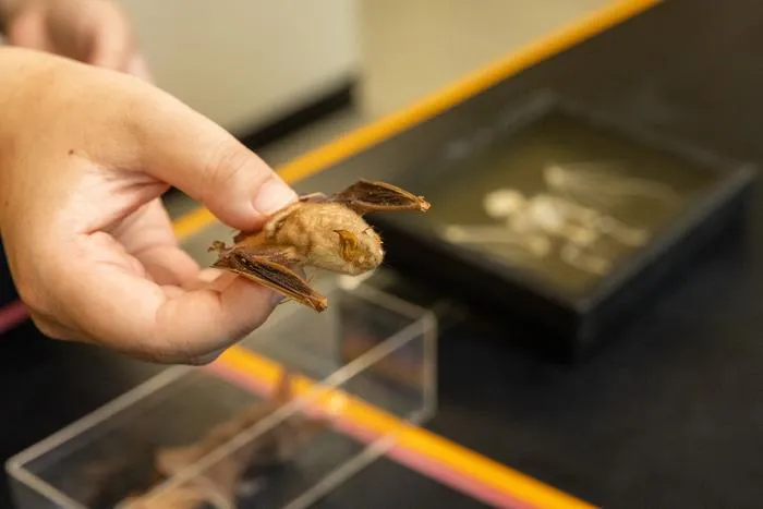 How bats tolerate viruses: Tulane study sheds light on one of nature’s biggest immune mysteries