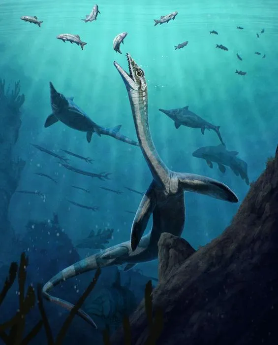 Reconstruction of Austronaga minuta