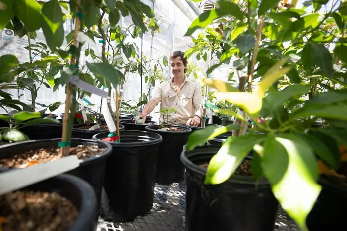 Jeffrey Groh in greenhouse with avocado trees