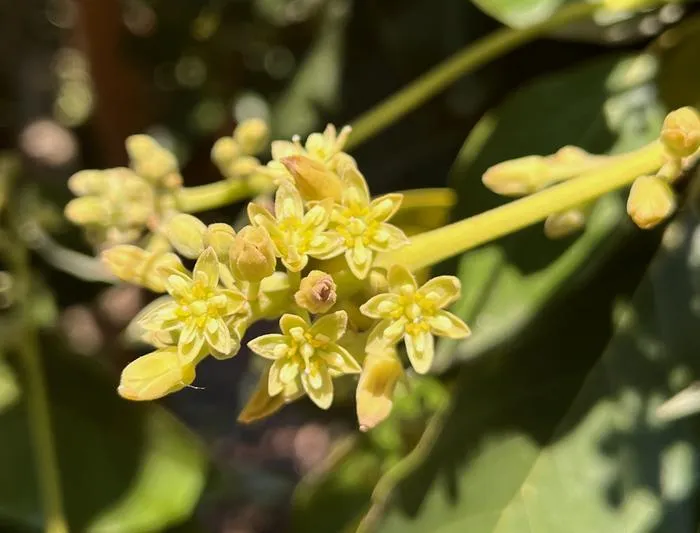 flowering avocado