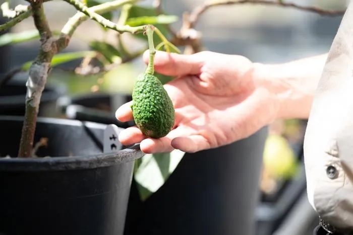 Jeff Groh holds avocado in greenhouse