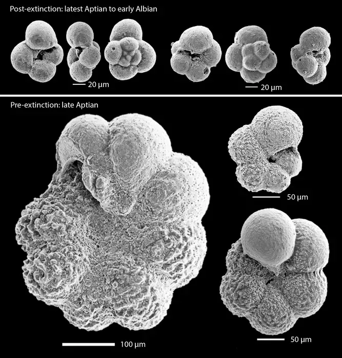 Foraminifera fossils