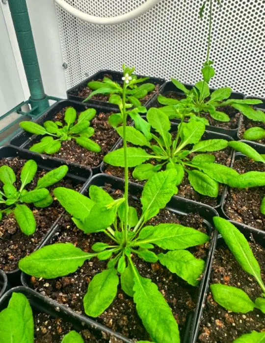Arabidopsis