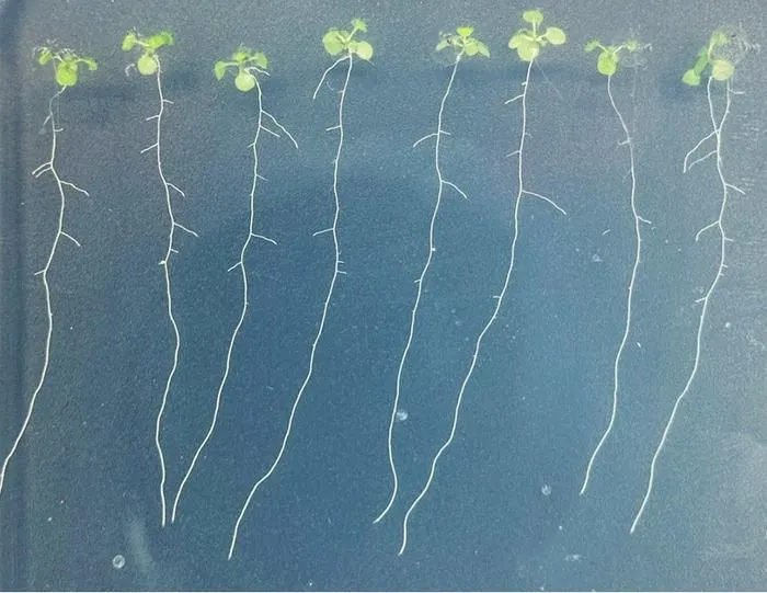 Arabidopsis seedlings