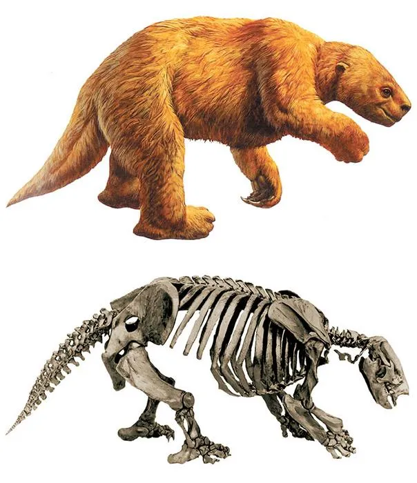 Sabertooths originated in both North and South America