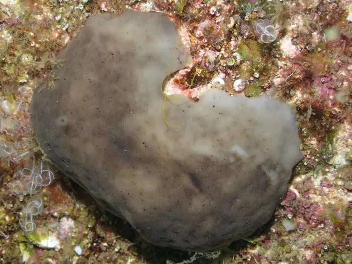 Sponge