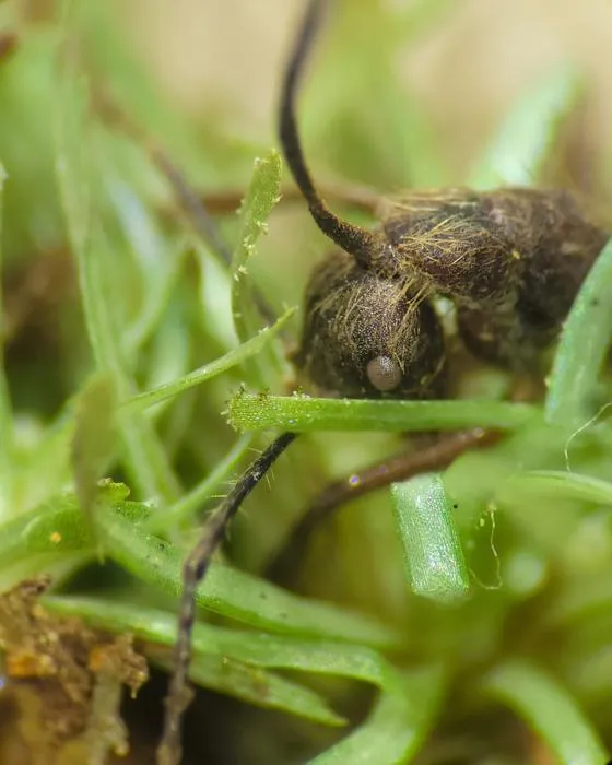 Camponotus nidulans ants infected by O. camponoti-nidulantis found among bryophytes at the Adolpho Ducke Forest Reserve