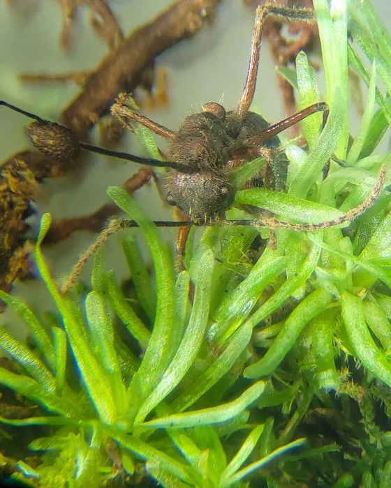 Camponotus nidulans ants infected by O. camponoti-nidulantis found among bryophytes at the Adolpho Ducke Forest Reserve