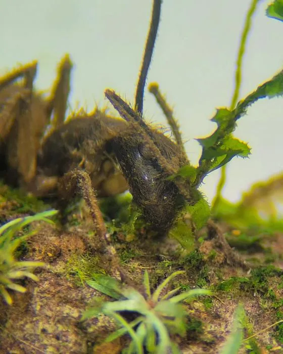 Ophiocordyceps-infected insects found attached to bryophytes