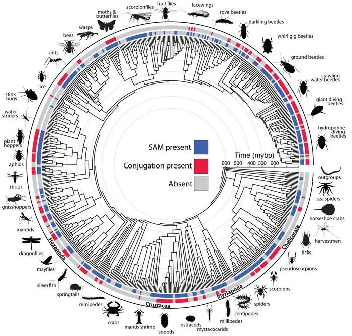 Evolutionary Timeline