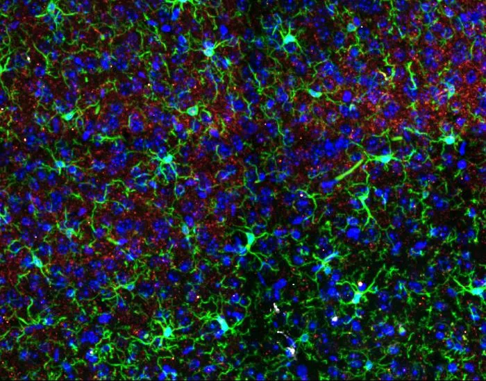 Microglia