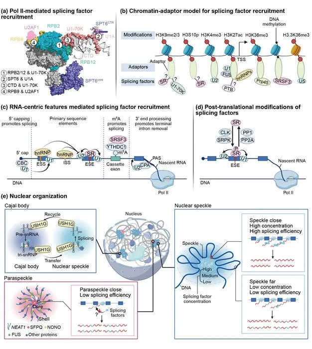 Multi-layered regulatory mechanisms governing co-transcriptional spliceosome assembly