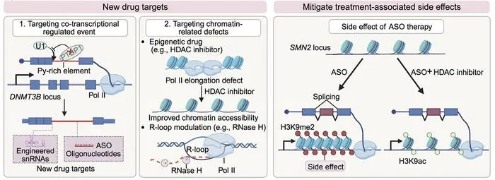 Novel therapeutic strategies targeting co-transcriptional splicing dysregulation.