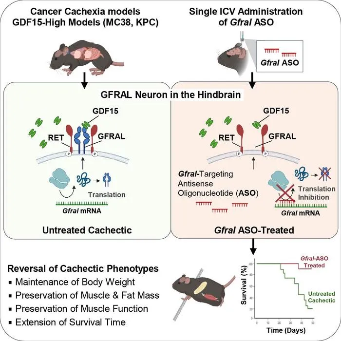KAIST Develops a Way to Combat Cancer Cachexia, the Wasting Syndrome That Debilitates Patients