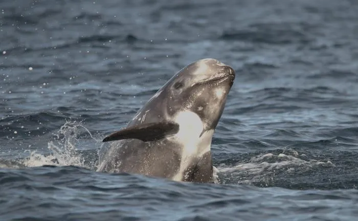 Risso's dolphin