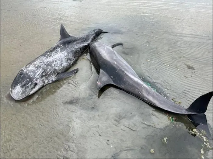 Stranded Risso's dolphins