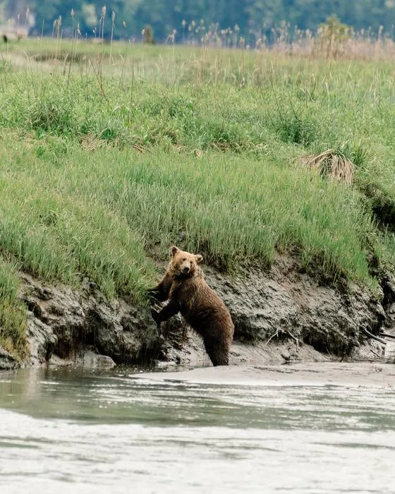 Grizzly cub