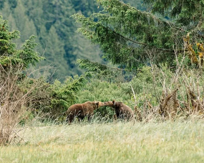 Grizzly bear rehabilitation