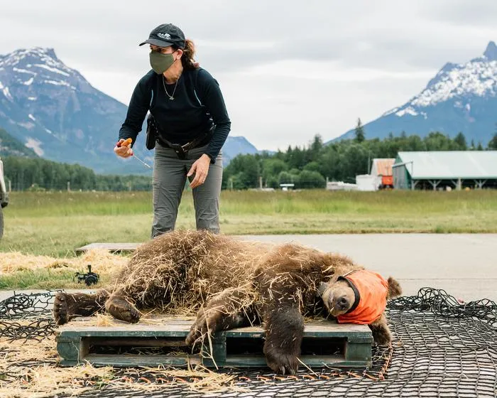 Grizzly bear cub during rewilding