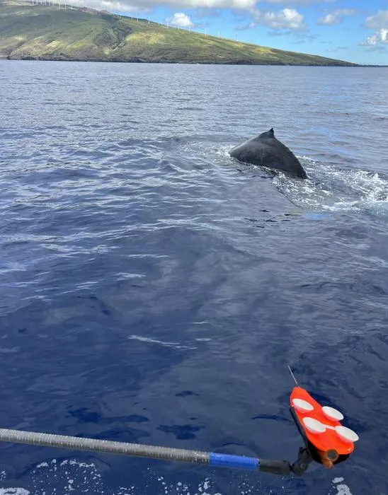 Attaching recording tag to humpback