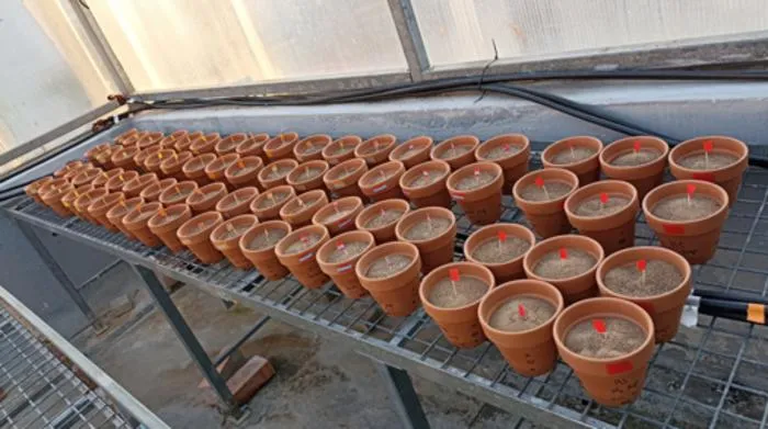 Soils containing microplastics under controlled greenhouse conditions Top of Form