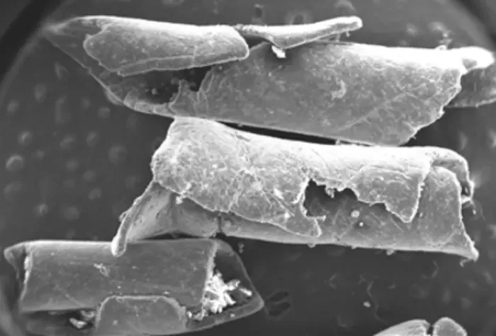 Microscope image of microplastics particles after soil incubation