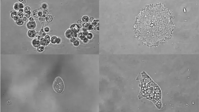 Four of the twelve species whose chromatin was mapped