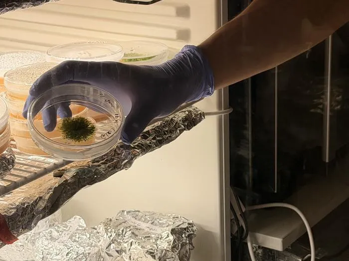 Sample of the moss Physcomitrium patens