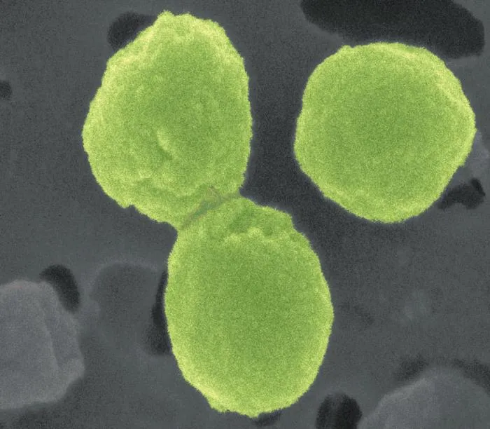 Prochlorococcus