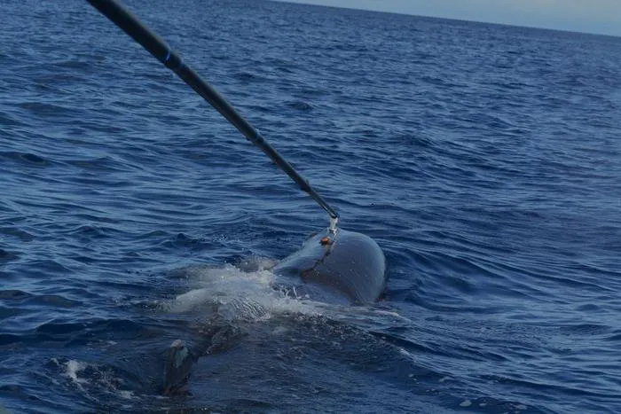 Suction cup on sperm whale